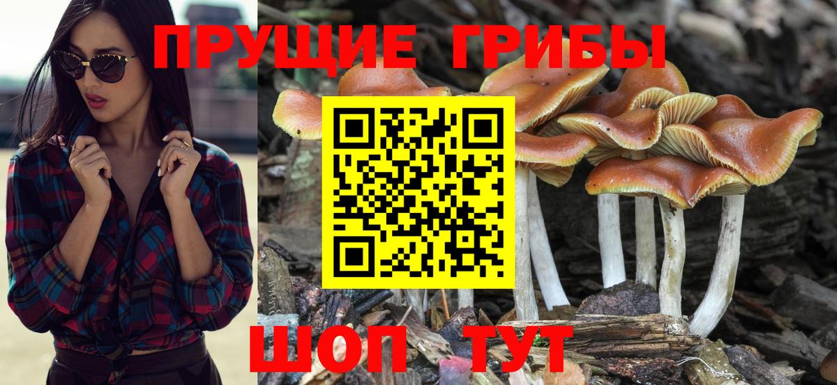 Шатура  Псилоцибиновые грибы мухоморы  Вход с VPN  Галлюциногенные грибы Psilocybine cubensis 